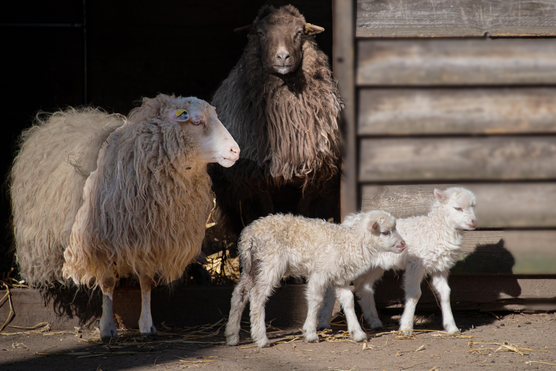Animale photo 4